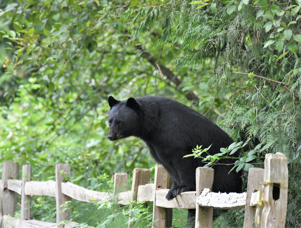American black bear perched on a rustic wooden fence in lush greenery.